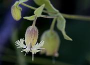 Silene Campanula 2744